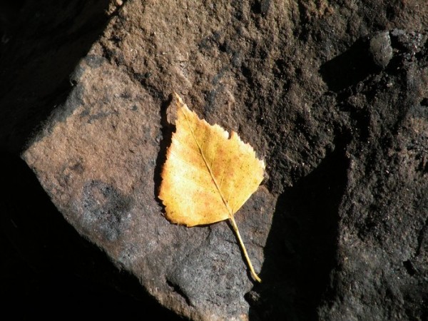 Brdy_-_srpen_045[1]